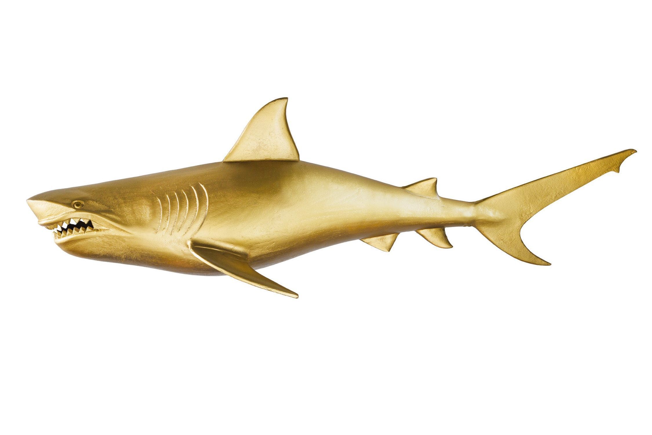 Tier, Fische, Leben im Meer, Hai