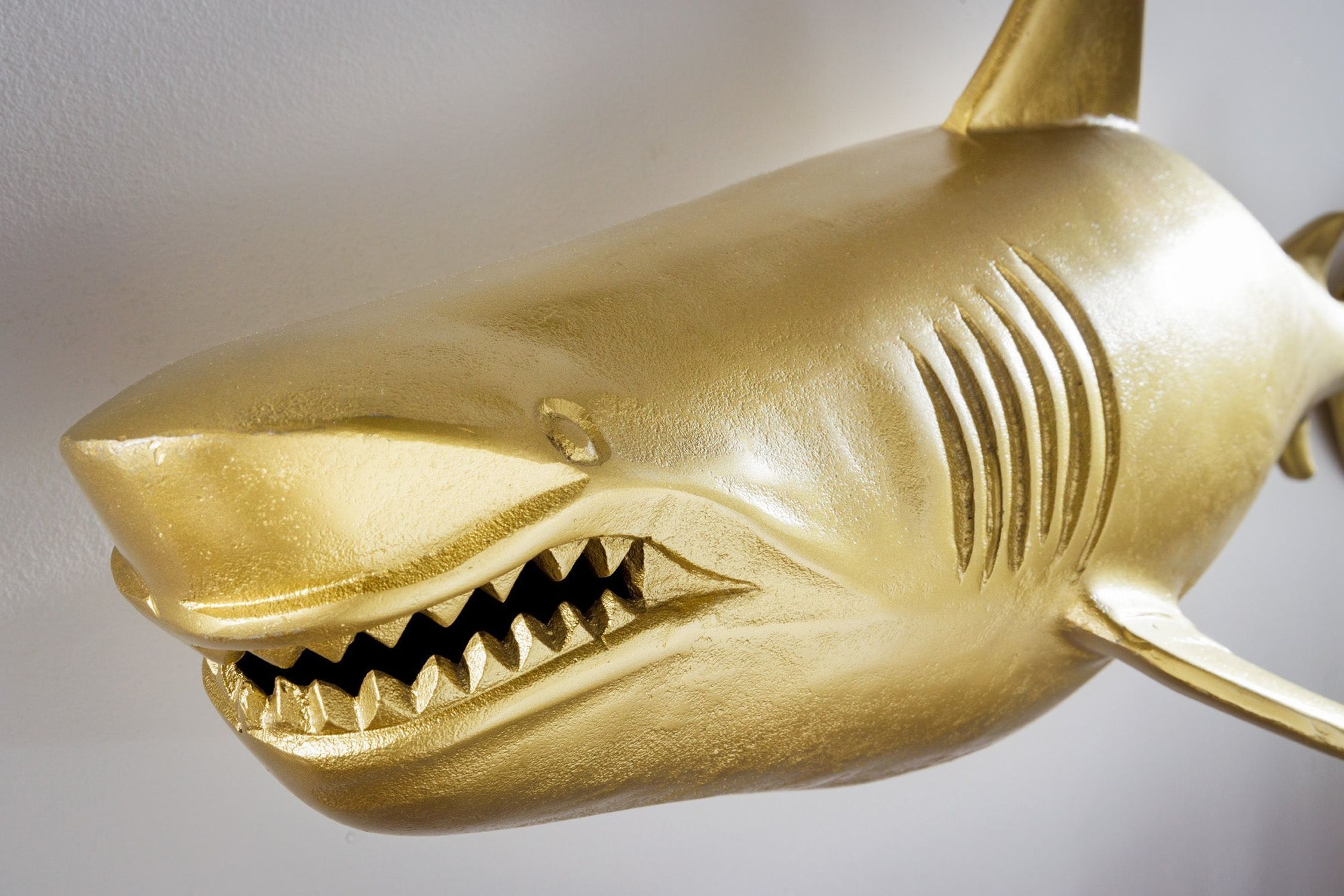 Tier, Fische, Leben im Meer, Hai
